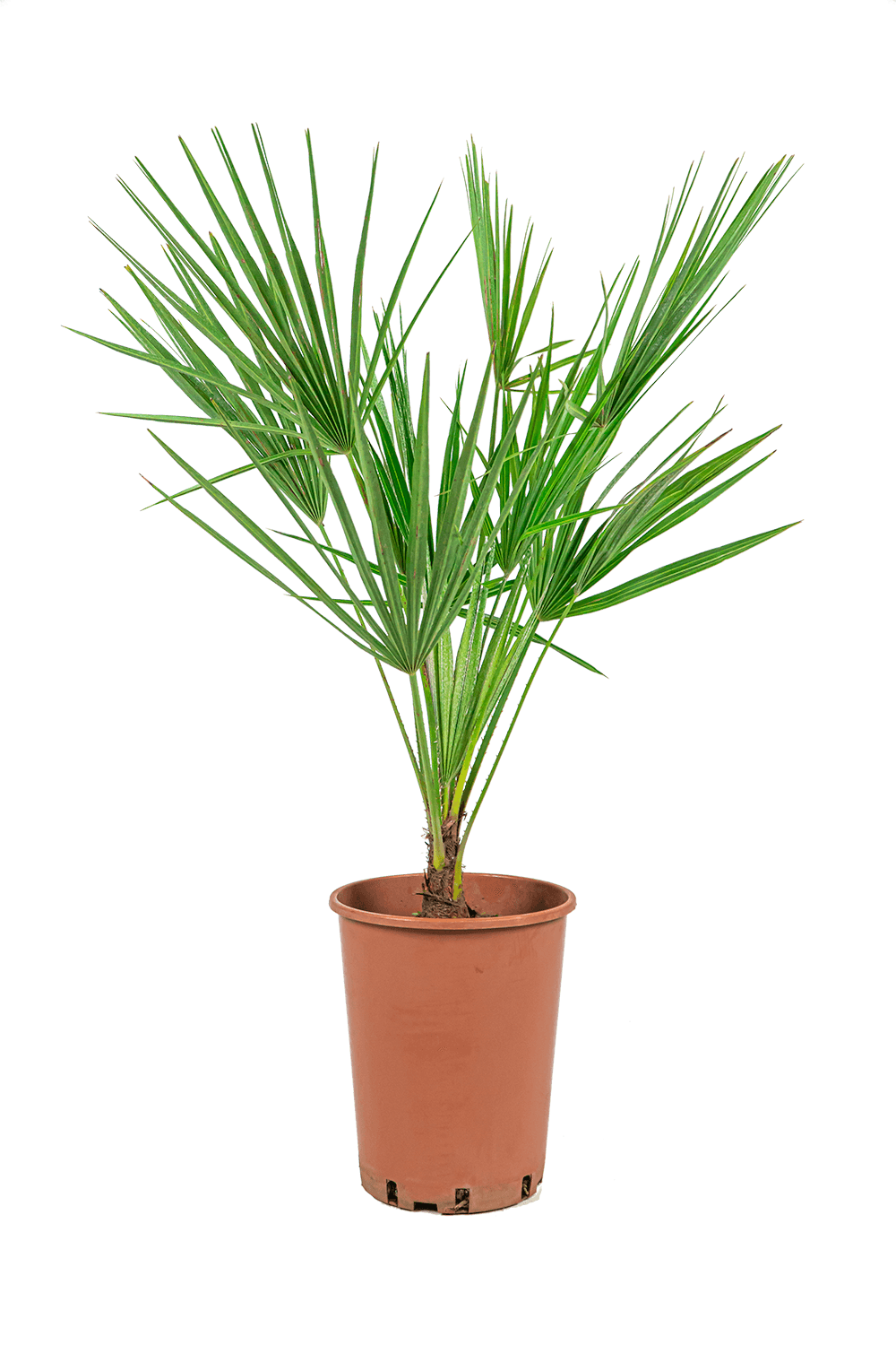 Verzorgingstips Chamaerops Humilis